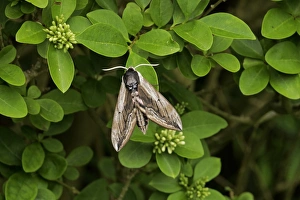 Leaves Prints: Privet Hawkmoth (Sphinx ligustri) adult