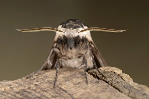 Hawkmoths Prints: Privet Hawkmoth (Sphinx ligustri) adult