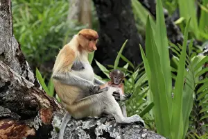 Proboscis Monkey (Nasalis larvatus) adult female with young, sitting in tree, Labuk Bay, Sabah, Borneo, Malaysia