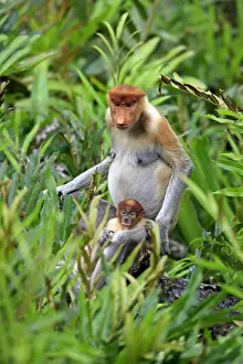 Proboscis Monkey (Nasalis larvatus) adult female with young, sitting amongst vegetation, Labuk Bay, Sabah, Borneo, Malaysia