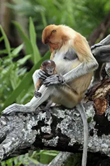 Proboscis Monkey (Nasalis larvatus) adult female with young, sitting in tree, Labuk Bay, Sabah, Borneo, Malaysia