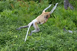 Jump Prints: Proboscis Monkey (Nasalis larvatus) adult female with young clinging to chest