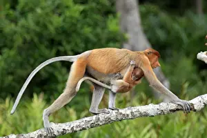 Proboscis Monkey (Nasalis larvatus) adult female with young clinging to chest, walking along branch, Labuk Bay, Sabah, Borneo, Malaysia