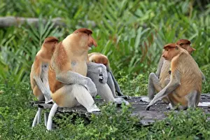 Proboscis Monkey (Nasalis larvatus) adult and immature males, group feeding at food platform, Labuk Bay, Sabah, Borneo, Malaysia