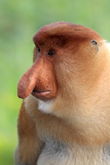 Proboscis Monkey (Nasalis larvatus) adult male, close-up of head, Labuk Bay, Sabah, Borneo, Malaysia