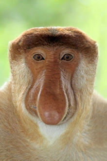 Proboscis Monkey (Nasalis larvatus) adult male, close-up of head, Labuk Bay, Sabah, Borneo, Malaysia