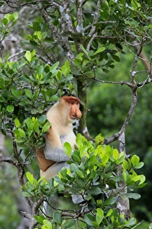 Proboscis Monkey (Nasalis larvatus) adult male, sitting in tree, Labuk Bay, Sabah, Borneo, Malaysia