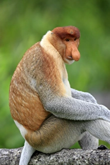 Proboscis Monkey (Nasalis larvatus) adult male, sitting on branch, Labuk Bay, Sabah, Borneo, Malaysia