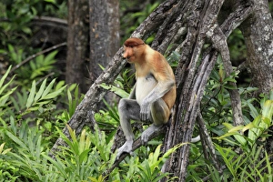 Proboscis Monkey (Nasalis larvatus) adult male, sitting in tree, Labuk Bay, Sabah, Borneo, Malaysia