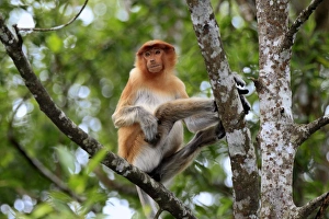 Proboscis Monkey (Nasalis larvatus) immature male, sitting on branch, Labuk Bay, Sabah, Borneo, Malaysia