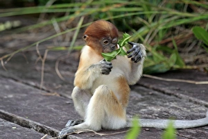 Proboscis Monkey (Nasalis larvatus) young, feeding on leaves at food platform, Labuk Bay, Sabah, Borneo, Malaysia
