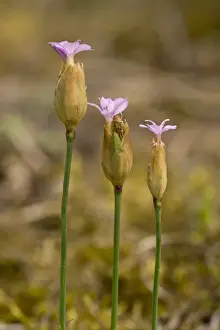 Pink Prints: Proliferous Pink (Petrorhagia prolifera) flowering