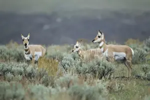 Pronghorn (Antilocapra americana) adult females and calf, standing in sagebrush, Yellowstone N. P. Wyoming, U. S. A