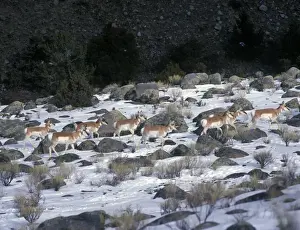Pronghorn (Antilocapra americana) Herd in snowy Yellowstone landscape