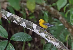 Prothonotary Warbler (Protonotaria citrea) adult male, perched on branch, Chagres River, Panama, November