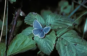 Butter Fly Prints: Provencal Short - tailed Blue (Everes alcetas) Male / upper wing