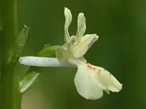 Provence Orchid (Orchis provincialis) close-up of flower, Corsica, France, May