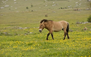 Wild Prints: Przewalskis Horse (Equus ferus przewalskii) adult