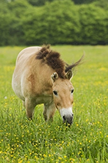 Horse Prints: Przewalski's Horse (Equus przewalskii) adult