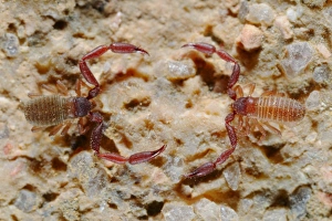 Socotra Prints: Pseudoscorpion (Withius sp. ) two adults, facing each other, Socotra, Yemen, march