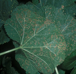 Puccinia malvacearum, also known as Hollyhock rust, is a species within the Puccinia genus known for attacking members