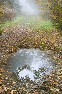 Damp Prints: Puddle and fallen leaves on woodland path, Kent, England, november