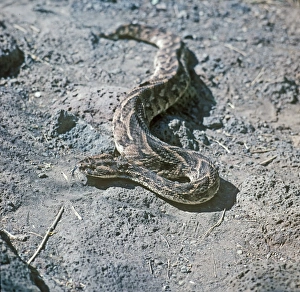 Poison Prints: Puff Adder (Bitis arietans) (S)