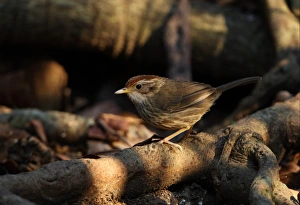 Roots Prints: Puff-throated Babbler (Pellorneum ruficeps) adult