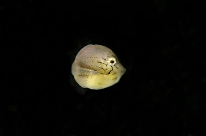 Puffer Filefish (Brachaluteres taylori) juvenile, swimming, Lembeh Straits, Sulawesi, Greater Sunda Islands, Indonesia