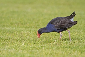 Swamphen Prints: Pukeko (Porphyrio porphyrio melanotus) adult