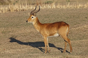 Grasslands Prints: Puku (Kobus vardonii) adult male, standing on grassland, South Luangwa N. P. Zambia, June