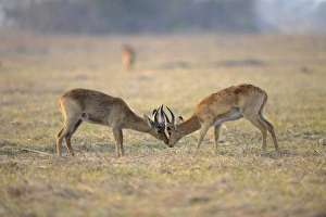 Aggression Prints: Puku (Kobus vardonii) two adult males, fighting, Kafue N. P. Zambia, September