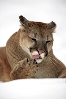 Licks Prints: Puma (Felis concolor) adult, close-up of head