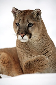 Animals USA Prints: Puma (Felis concolor) adult, close-up of head and front paw