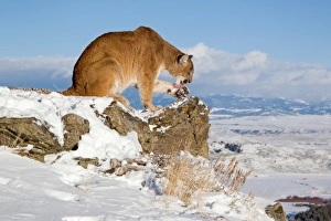 Licks Prints: Puma (Felis concolor) adult, licking paw
