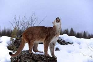 Felidae Prints: Puma (Felis concolor) adult, with mouth open