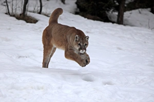 Jump Prints: Puma (Felis concolor) adult, running in snow, Montana, U. S. A. winter (captive)