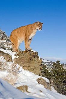 Rockies Prints: Puma (Felis concolor) adult, standing on rock in snow