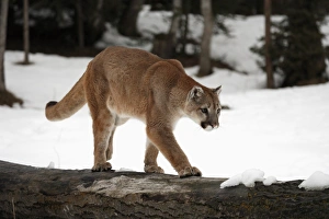 Montana Prints: Puma (Felis concolor) adult, walking on log in snow, Montana, U. S. A. winter (captive)