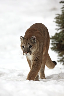 Montana Prints: Puma (Felis concolor) adult, walking in snow, Montana, U. S. A. winter (captive)