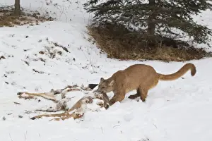 Killed Prints: Puma (Puma concolor) adult, dragging remains of White-Tailed Deer (Odocoileus virginianus)