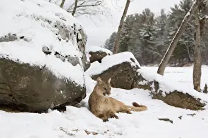 Felidae Prints: Puma (Puma concolor) adult, resting beside snow covered rocks