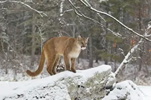Felidae Prints: Puma (Puma concolor) adult, standing on snow covered rocks on woodland edge