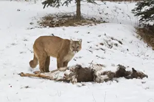 Killed Prints: Puma (Puma concolor) adult, standing beside White-Tailed Deer (Odocoileus virginianus) prey in snow