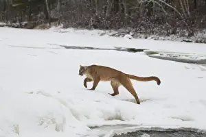 Felidae Prints: Puma (Puma concolor) adult, walking on snow covered ice of frozen river