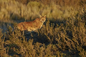 Felidae Prints: Puma (Puma concolor puma) adult