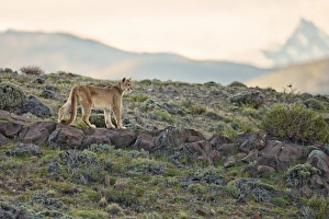 Puma (Puma concolor puma) adult, standing on rocks in mountain habitat, Torres del Paine N. P