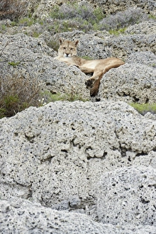 Puma (Puma concolor puma) adult female, resting on calcium carbonate rocks, Torres del Paine N. P