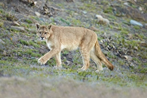 Felidae Prints: Puma (Puma concolor puma) adult female