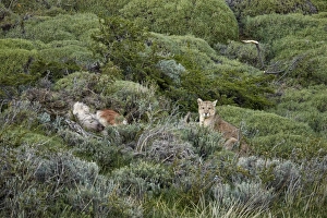 Puma (Puma concolor puma) adult male, sitting beside half-covered Guanaco (Lama guanicoe) kill, Torres del Paine N. P